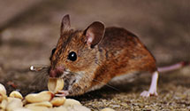 24 Hour & Emergency Exterminators in Gleasonton, PA